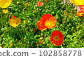 Field of bright orange and yellow poppies 102858778