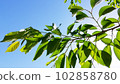 Blue sky and twig Komorebi 102858780