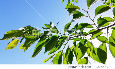 藍天和樹枝 Komorebi 藍天和樹枝 Komorebi 102858780
