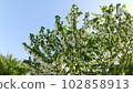 handkerchief tree in full bloom 102858913