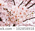 Spring when cherry blossoms bloom 102858918