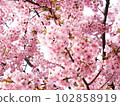 Kawazu cherry blossoms in full bloom 102858919