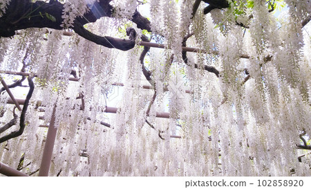 Shirataka Shirataka 102858920