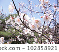 White plum blossoms stretching branches toward the blue sky 102858921