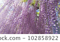 Wisteria flowers in full bloom 102858922