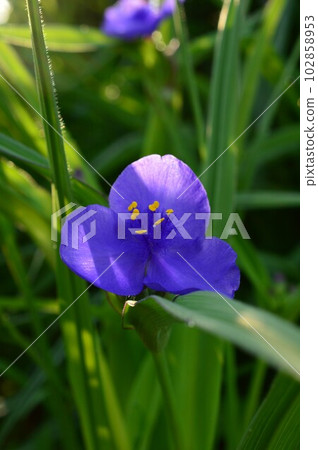 Murasakiyukusa (purple ashes) Murasakiyukusa (purple ashes) 102858953