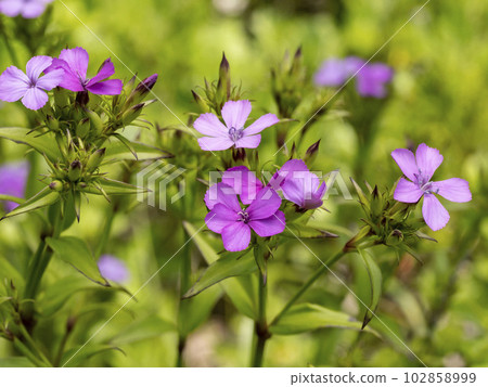 A flower of a deshiko blooming near the sea 102858999