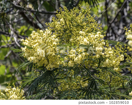 森島金合歡花 102859010