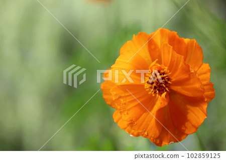 帶露珠的橙色宇宙 102859125