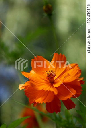 晴朗天空下的橙色宇宙 102859126