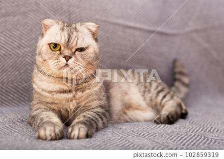 cute gray scottish fold enjoys relaxing lying on gray sofa cute gray scottish fold enjoys relaxing lying on gray sofa 102859319