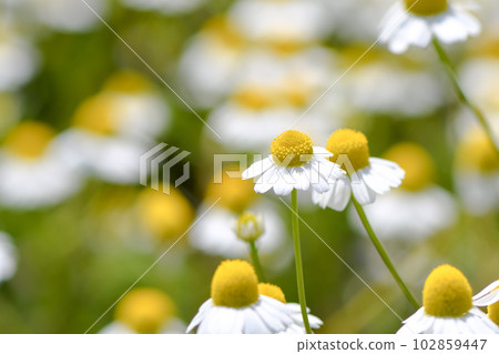 German Chamomile 102859447