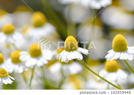 German Chamomile German Chamomile 102859449