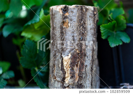 國內甲蟲鱸魚 國內甲蟲鱸魚 102859509