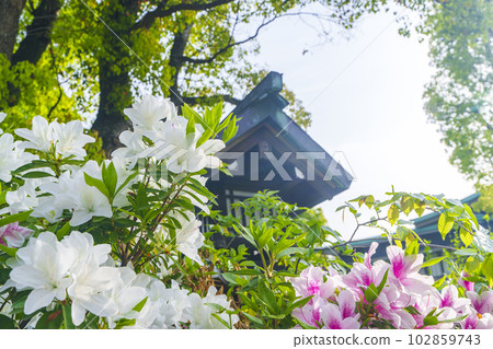 大鳥大社轄區玉垣杜鵑花盛開的新綠季節(大阪府堺市西區大鳥北町) 大鳥大社轄區玉垣杜鵑花盛開的新綠季節(大阪府堺市西區大鳥北町) 102859743
