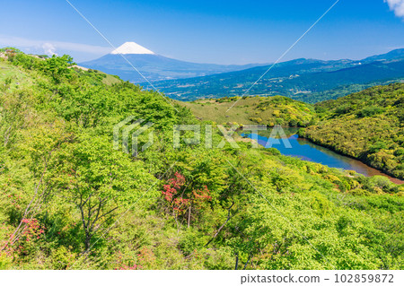 (Shizuoka Prefecture) Snow-covered Mt. Fuji viewed from the Izu Skyline with blooming azaleas 102859872