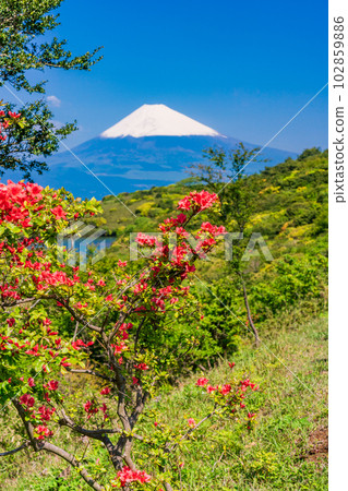 (靜岡縣)從杜鵑花盛開的伊豆天際線眺望白雪皚皚的富士山 (靜岡縣)從杜鵑花盛開的伊豆天際線眺望白雪皚皚的富士山 102859886