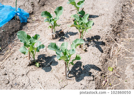Growing kohlrabi Growing kohlrabi 102860050