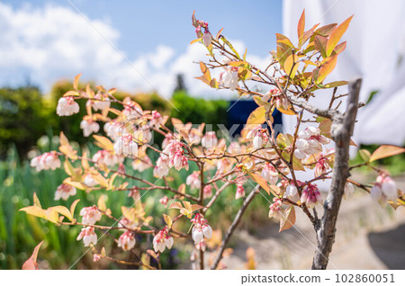 花園裡的藍莓花 花園裡的藍莓花 102860051