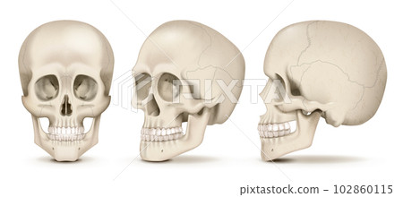 Realistic Skulls Set 102860115