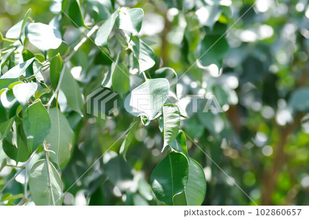 banyan tree or Ficus annulata or ficus bengalensis 102860657