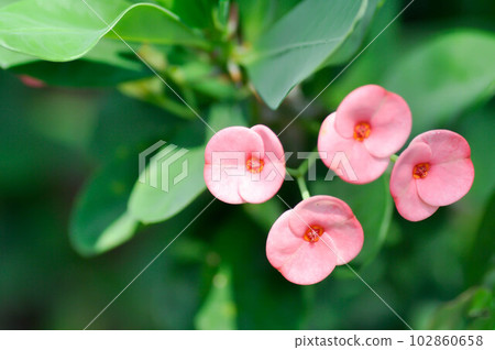 Christ Thorn, Euphorbia milii or Euphorbiaceae or pink flower Christ Thorn, Euphorbia milii or Euphorbiaceae or pink flower 102860658