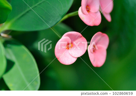 Christ Thorn, Euphorbia milii or Euphorbiaceae or pink flower Christ Thorn, Euphorbia milii or Euphorbiaceae or pink flower 102860659