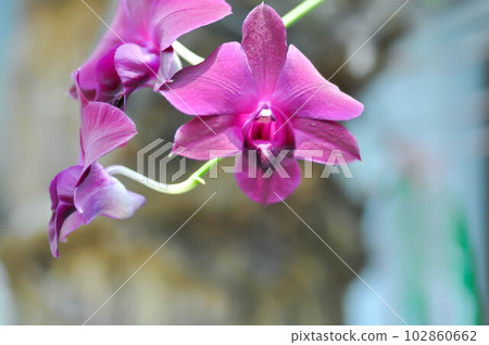 red orchid, red flowers or Bulbophyllum or dendrobium orchid or Dendrobium sp or ORCHIDACEAE 102860662