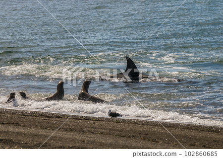 Killer whale hunting sea lions,Peninsula Valdes, Patagonia Argentina 102860685