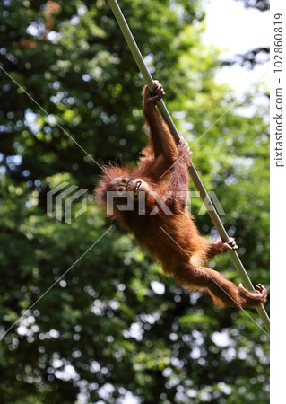 Children of orangutans to tightrope Children of orangutans to tightrope 102860819