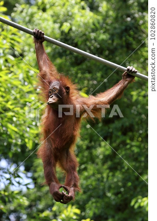 dangling orangutan kid 102860820