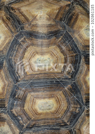 Close up Sulcata tortoise skin for animal skin 102861185