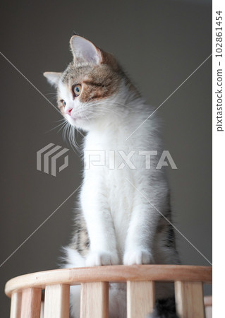 scottish tabby cat stand and looking to outside scottish tabby cat stand and looking to outside 102861454