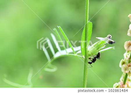 Carpenter ant sucking nectar from the flower's outer nectaries 102861484