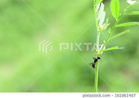 Carpenter ant sucking nectar from the flower's outer nectaries 102861487