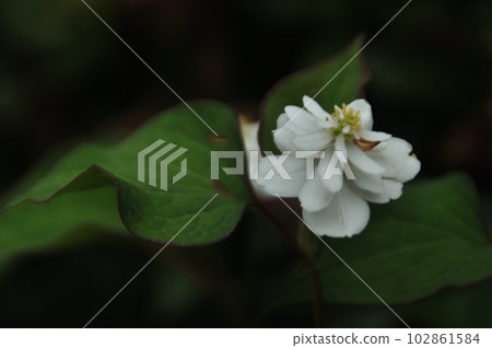 Summer flowers: Houttuynia cordata A plant that blooms during the rainy season with clusters of yellow flowers and white bracts. 102861584