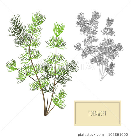 Green aquarium plant. Isolated cartoon art of aquatic herb. Outline river grass. Underwater decoration object Green aquarium plant. Isolated cartoon art of aquatic herb. Outline river grass. Underwater decoration object 102861600