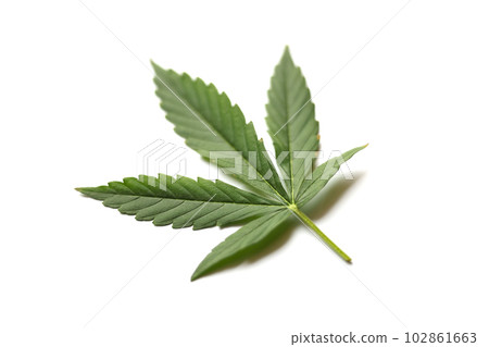 Green cannabis leaf on white background closeup Green cannabis leaf on white background closeup 102861663