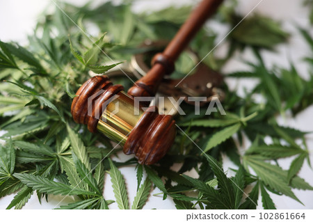 Judge gavel and handcuffs lying on green marijuana leaves closeup 102861664