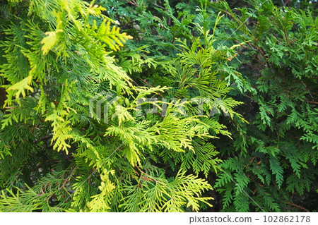 Shaping the crown of thuja. Garden and park. Floriculture and horticulture. Landscaping of urban and rural areas. Yellow-green leaves and needles of coniferous plant. 102862178