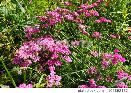 Achillea millefolium, yarrow or common yarrow, is a flowering plant in the family Asteraceae. Old man's pepper, devil's nettle, sanguinary, milfoil, soldier's woundwort and thousand seal. Pink flowers 102862182