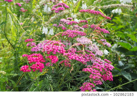 Achillea millefolium, yarrow or common yarrow, is a flowering plant in the family Asteraceae. Old man's pepper, devil's nettle, sanguinary, milfoil, soldier's woundwort and thousand seal. Pink flowers 102862183
