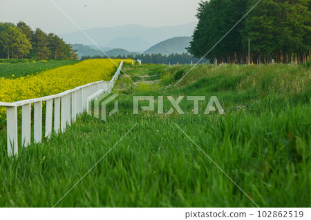 Koiwai yellow carpet of yellow rape blossoms endless yellow road of happiness 102862519
