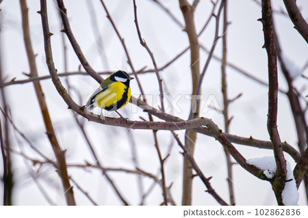 Yellow wild tit bird perching on tree branch on cold winter day 102862836