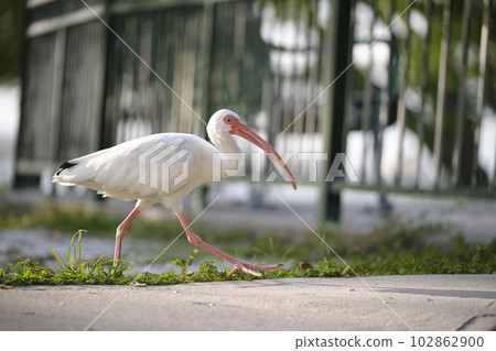 White ibis wild bird, also known as great egret or heron walking on grass in town park in summer White ibis wild bird, also known as great egret or heron walking on grass in town park in summer 102862900