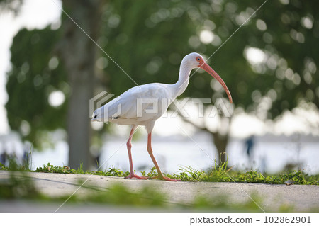 White ibis wild bird, also known as great egret or heron walking on grass in town park in summer 102862901