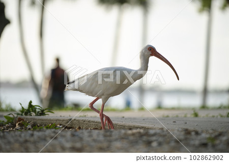 White ibis wild bird, also known as great egret or heron walking on grass in town park in summer White ibis wild bird, also known as great egret or heron walking on grass in town park in summer 102862902