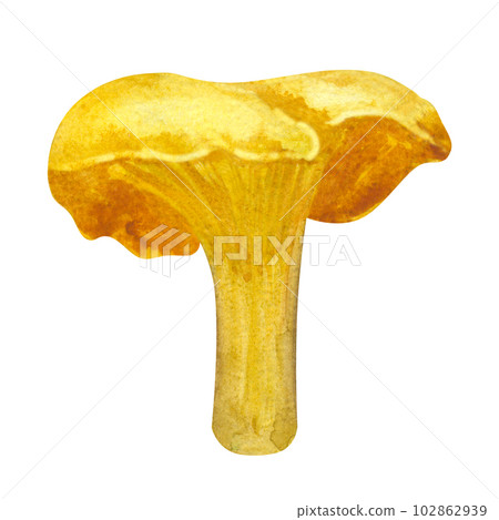 Orange chanterelle. Edible forest mushroom. Botanical drawing. Hand-drawn watercolor illustration isolated on white background. For card, poster, menu Orange chanterelle. Edible forest mushroom. Botanical drawing. Hand-drawn watercolor illustration isolated on white background. For card, poster, menu 102862939