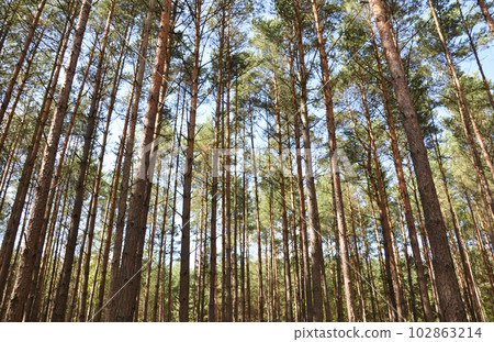 Tall pine trees towering over the forest on a summer day Tall pine trees towering over the forest on a summer day 102863214