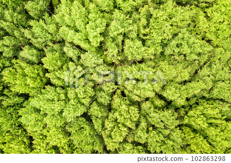 Top down aerial view of green summer forest with canopies of many fresh trees. 102863298